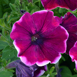Petunia Crazytunia Passion Punch